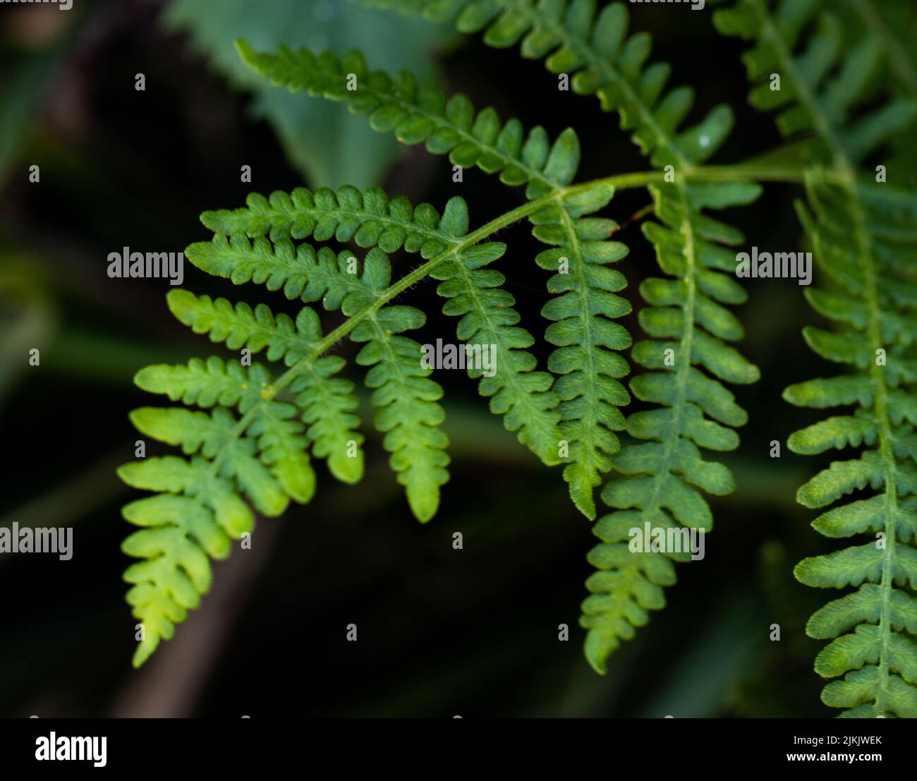 Detail leaf tree fern in hi-res stock photography and images - Alamy