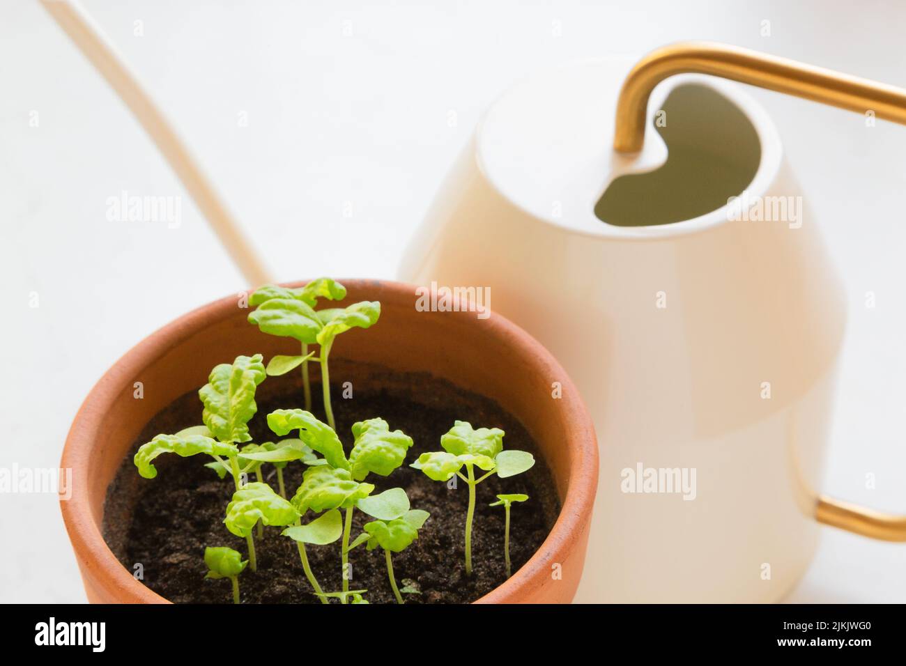 https://c8.alamy.com/comp/2JKJWG0/fresh-young-basil-ocimum-basilicum-sprouts-in-a-terracotta-pot-and-a-watering-can-against-a-white-background-2JKJWG0.jpg