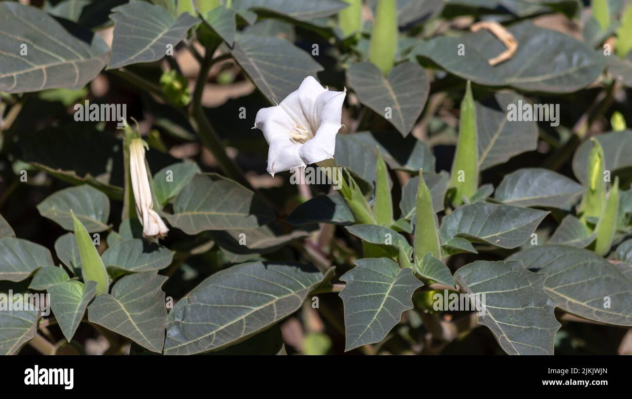 A closeup of Datura innoxia, often spelled inoxia, known as pricklyburr. Stock Photo