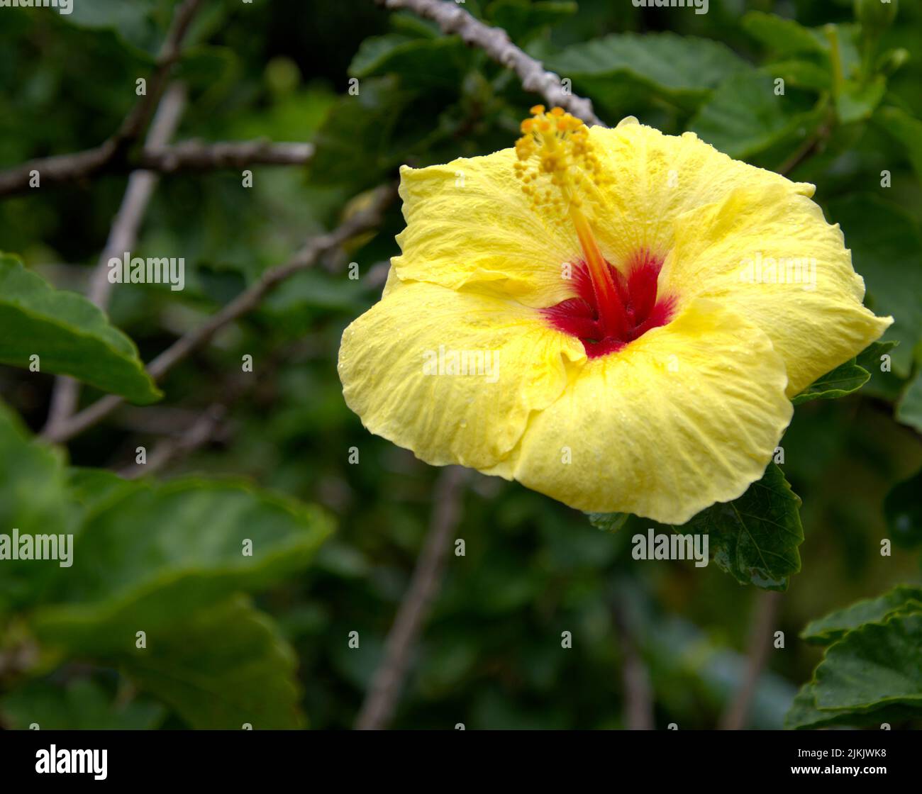 Beautiful yellow hibiscus hi-res stock photography and images - Alamy