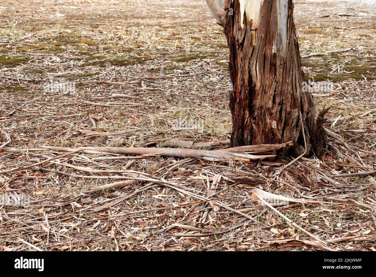 A photo of eucalyptus tree trunk in landscape with eucalyptus leaves ...