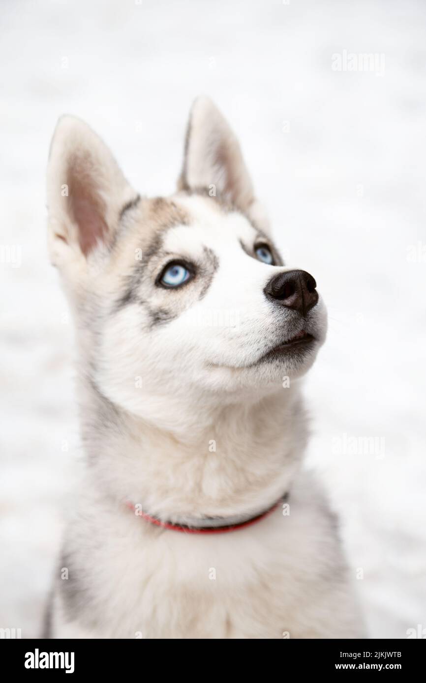 A portrait of a blue eyed Siberian husky puppy looking up against a white snow background Stock Photo