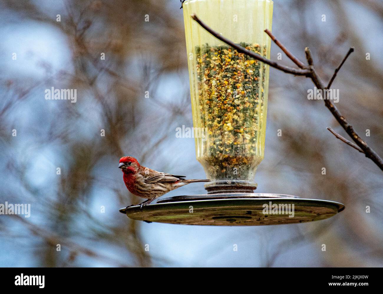 A Little red bird sitting on a bird feeder on a blurry background Stock Photo Alamy