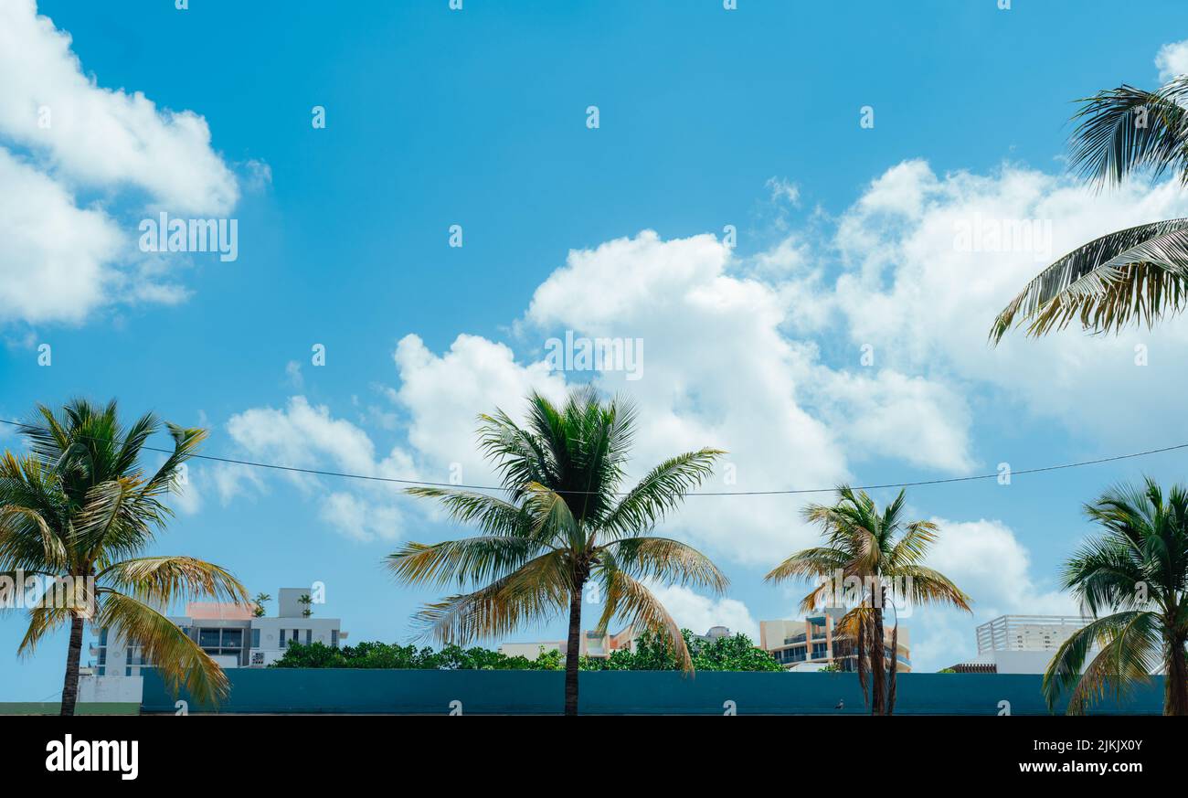 Palm tree scenic view hi-res stock photography and images - Alamy