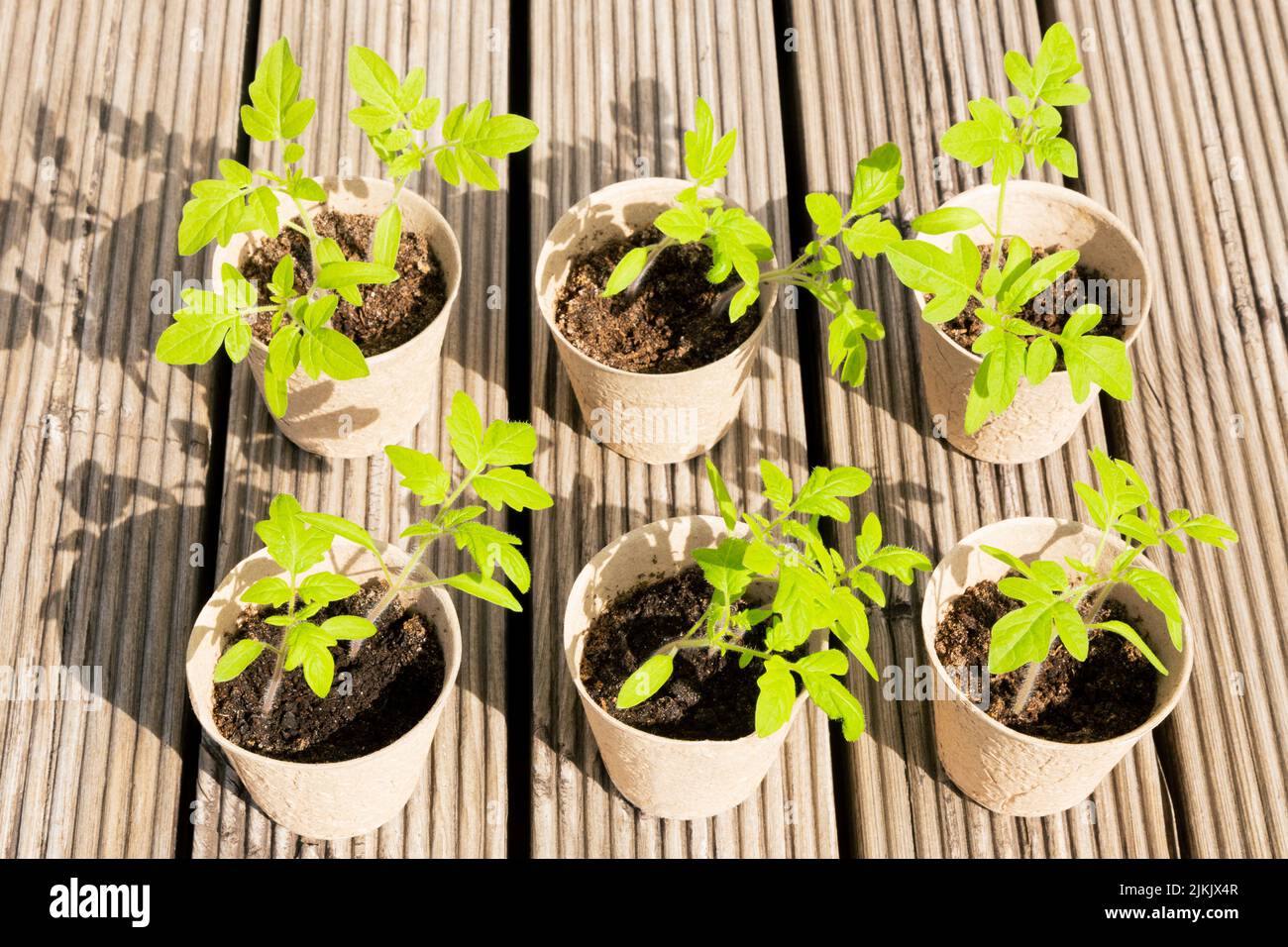 Small tomato seedlings in biodegradable peat pots on a wooden surface ...