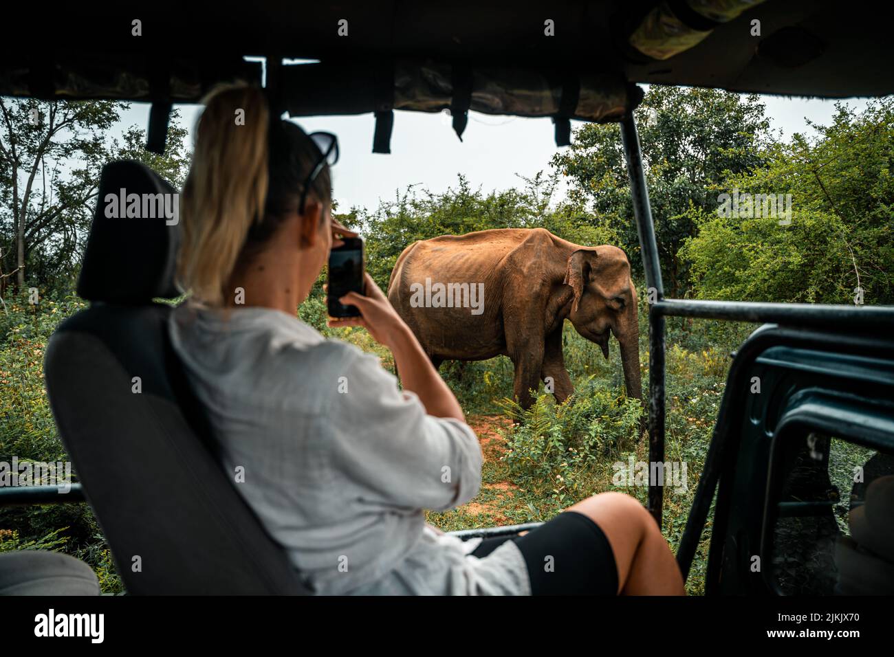 A young female taking photos of an elephant on a Sri Lankan safari Stock Photo
