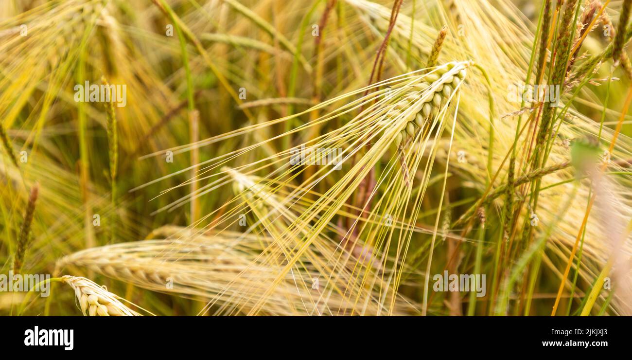 field with barley Stock Photo