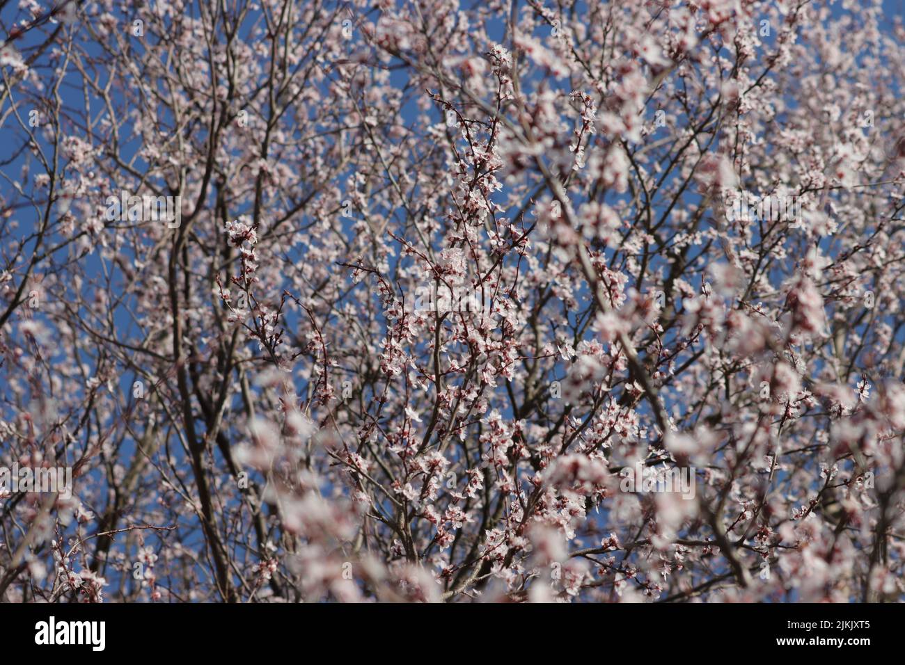 A panoramic view of spring tree in Bavaria Stock Photo