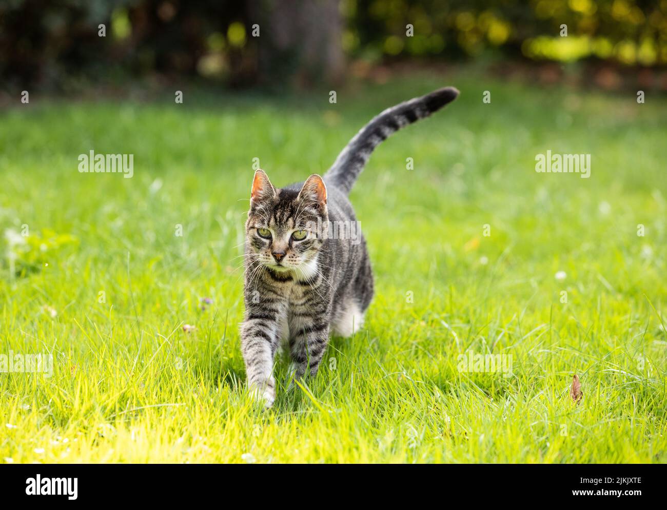cute cat in the grass Stock Photo - Alamy