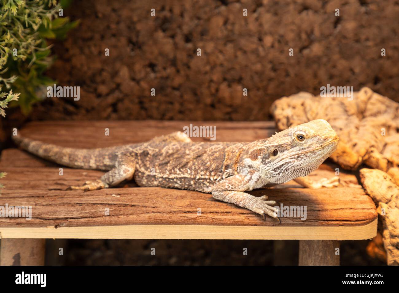 bearded dragon in the terrarium Stock Photo Alamy