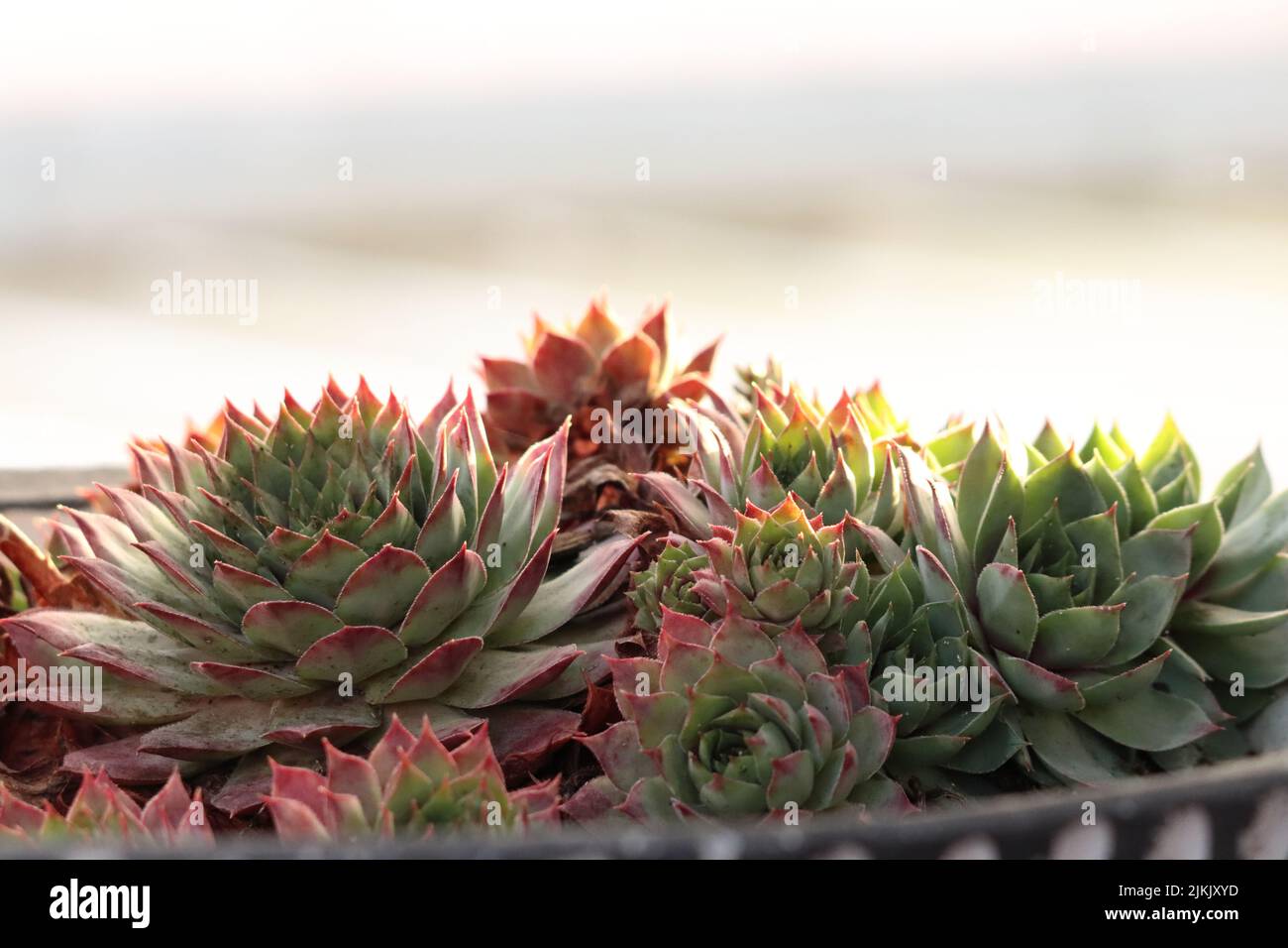 A selective focus shot of echeveria plants Stock Photo