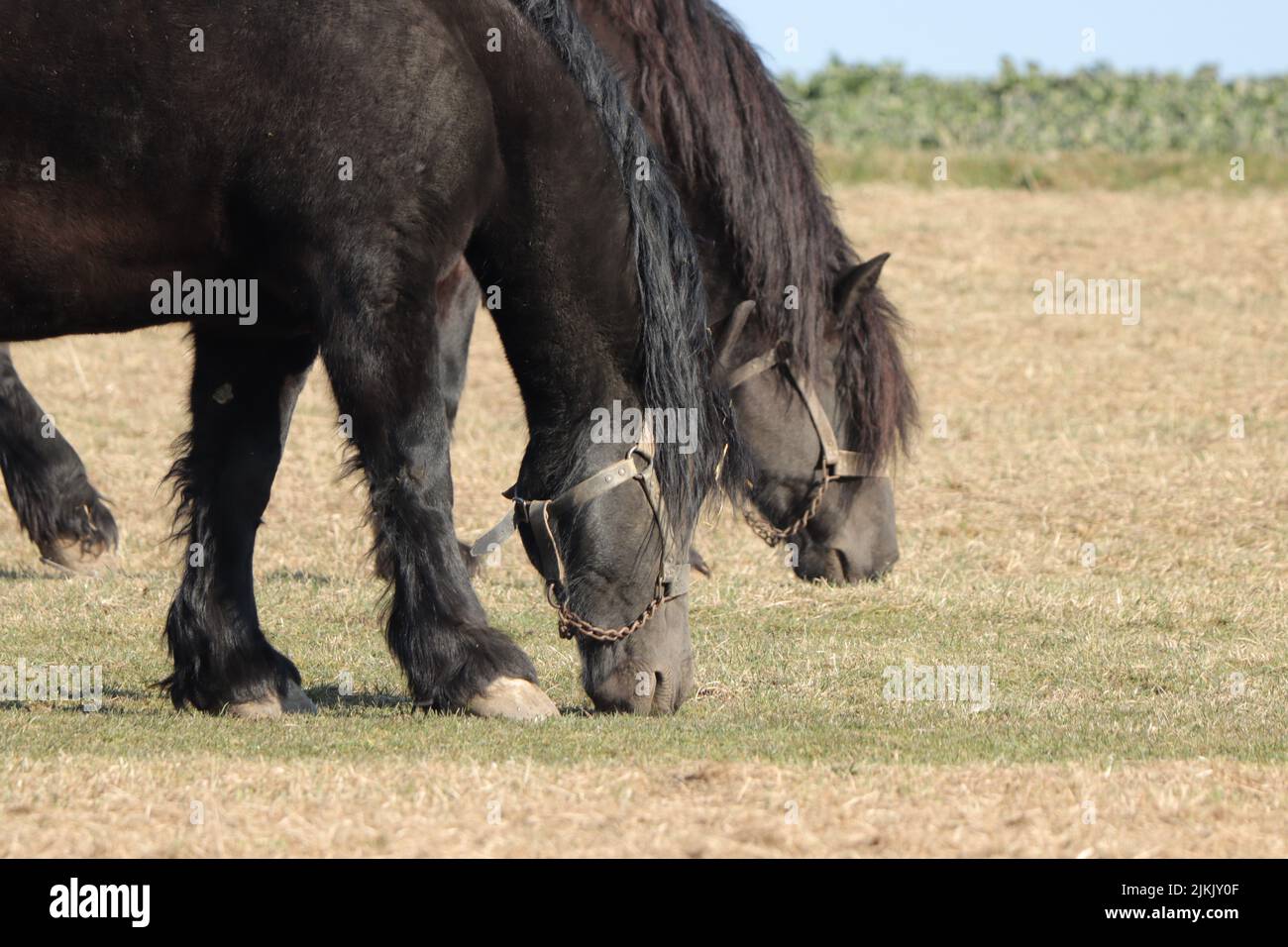 The two domestic horses grazing in the farm in Bavaria, Germany Stock Photo