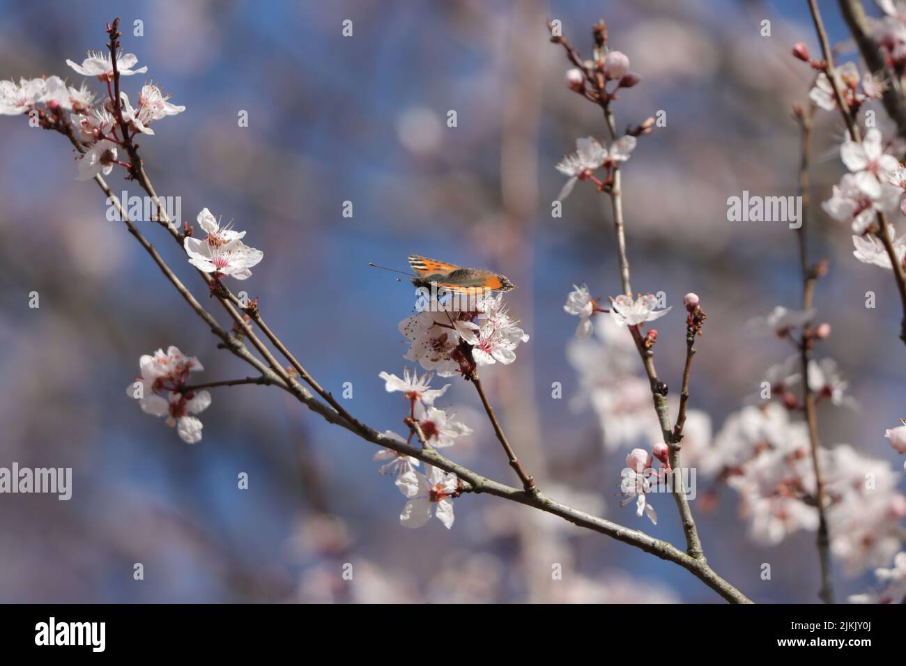 A closeup view of spring tree branch Stock Photo