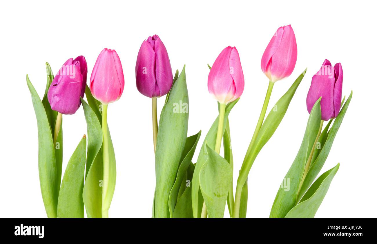 Pink tulips isolated against white background Stock Photo - Alamy