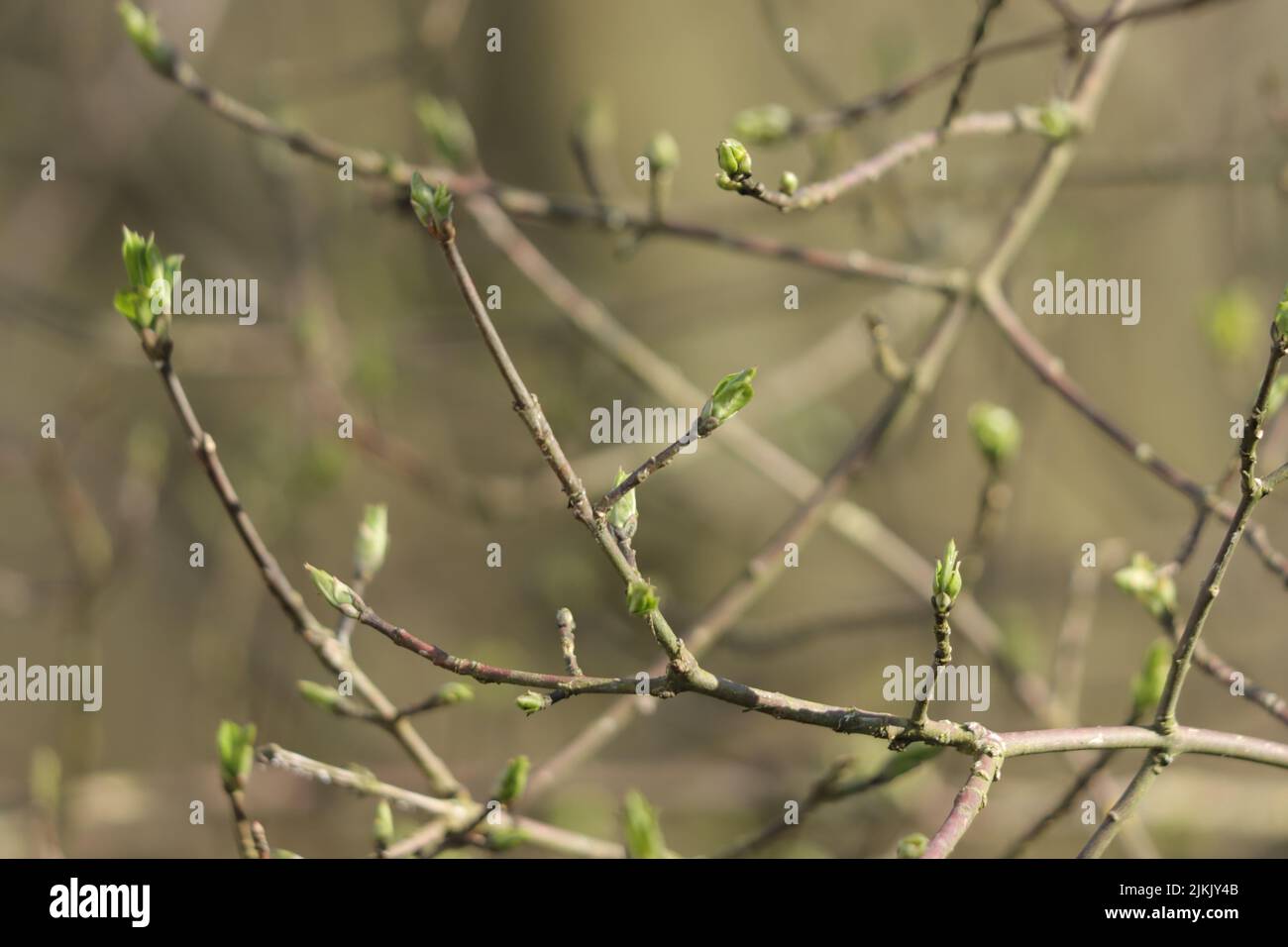 Tree brench hi-res stock photography and images - Alamy