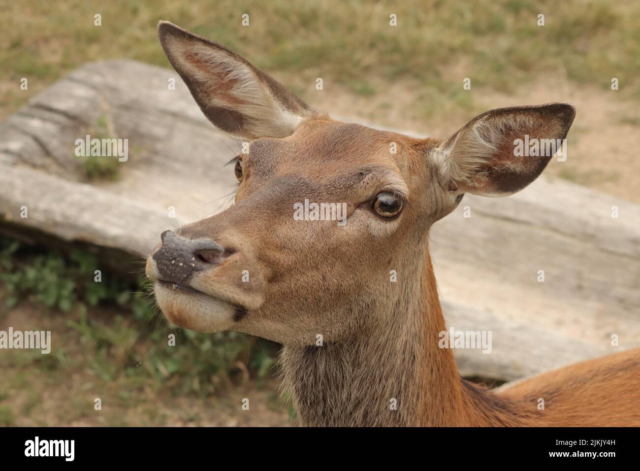 a closeup shot of brown deer head Stock Photo