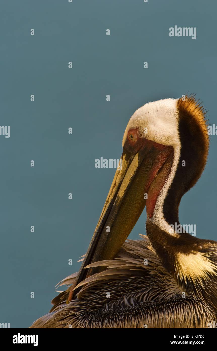 Tourism and bird watching in San Diego, California - Brown Pelican (Pelecanus occidentalis), La Jolla, California, USA Stock Photo