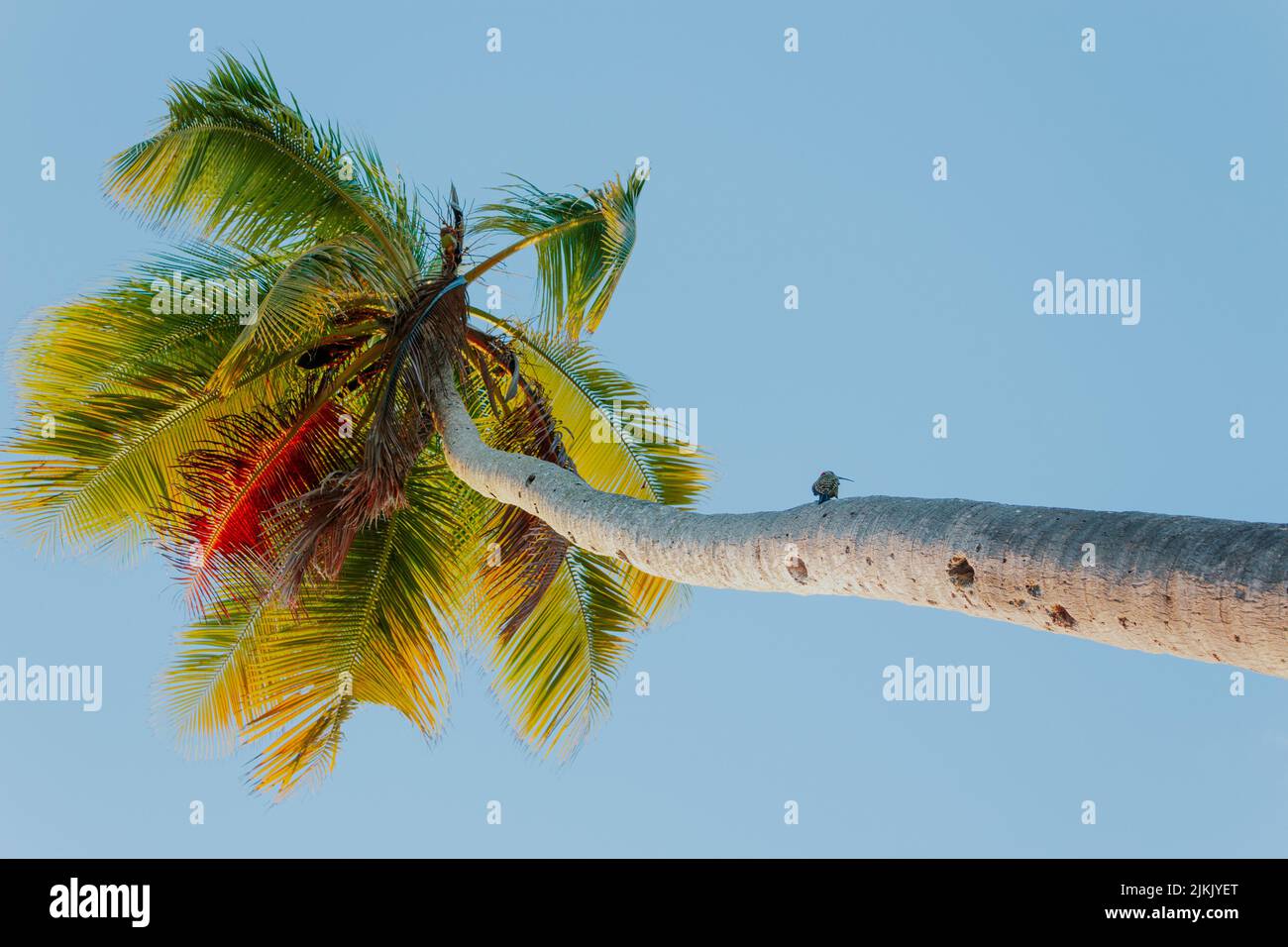 A low angle view of a tropical palm tree against the blue sky Stock ...