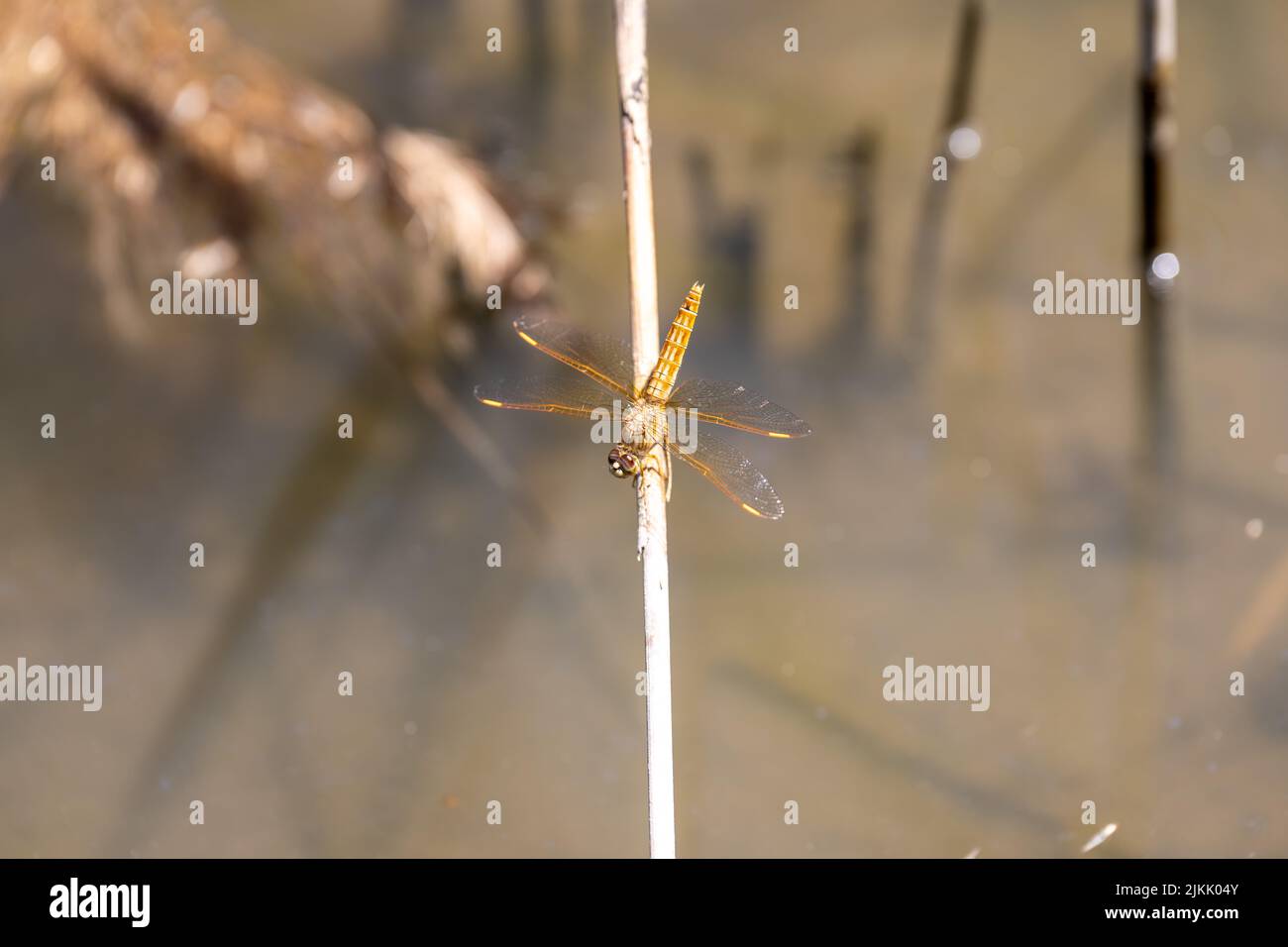 A shallow focus shot of a dragonfly Stock Photo - Alamy