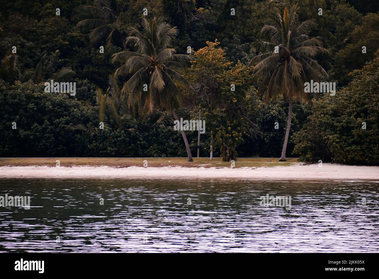 Two palm trees on a beach near a forest Stock Photo