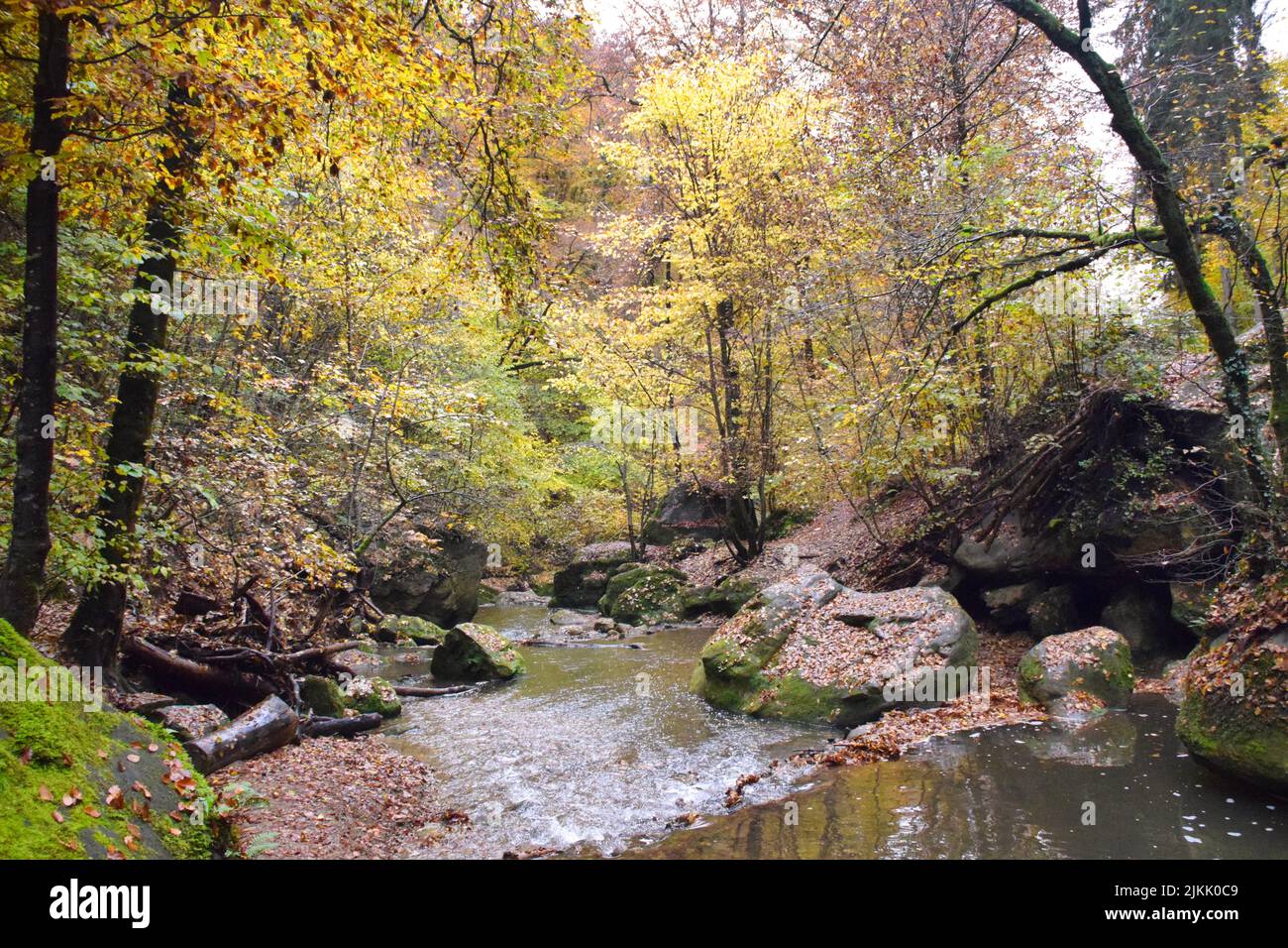A beautiful landscape of a stream in a dense forest in Eifel region, Germany Stock Photo