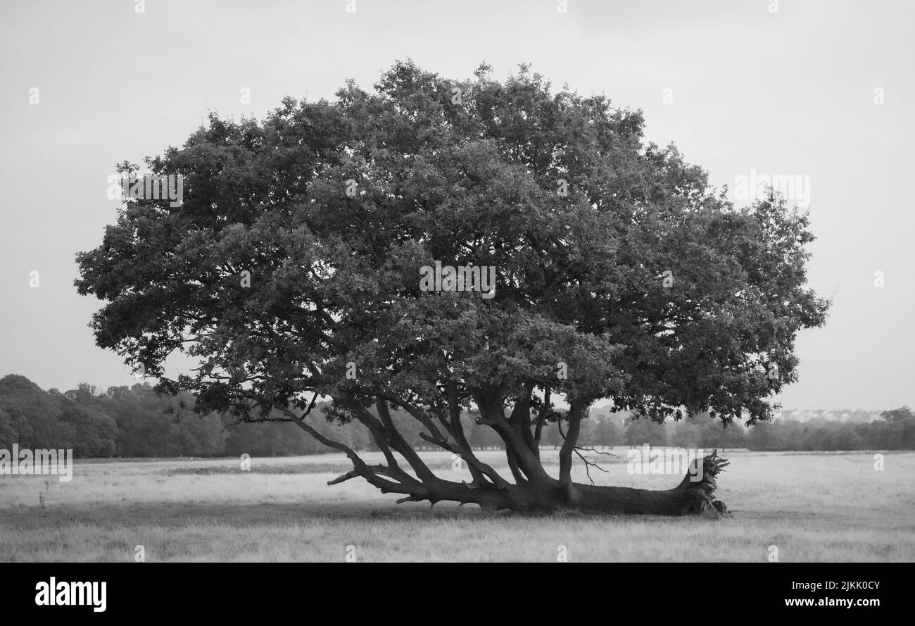 A grayscale shot of tree in Richmond Park, London Stock Photo