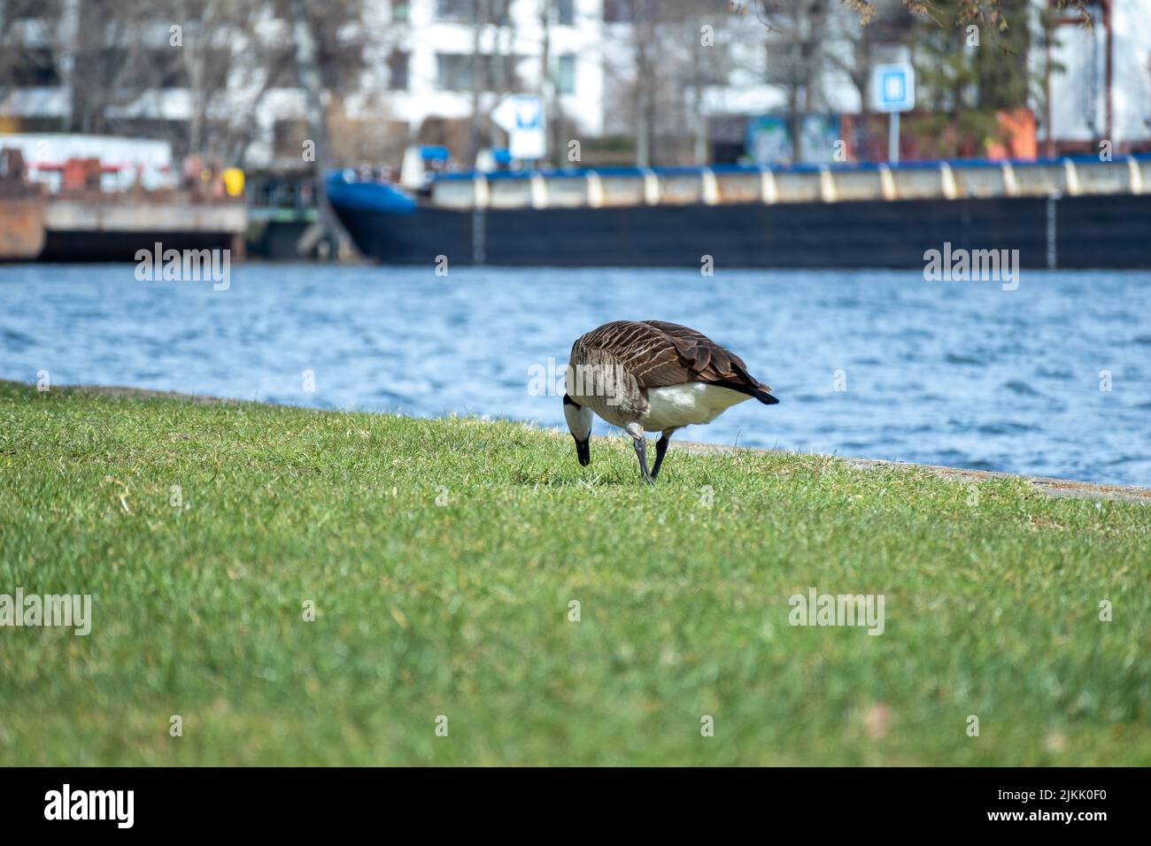 A shallow focus shot of a Canada Goose standing on the grass near the seashore Stock Photo