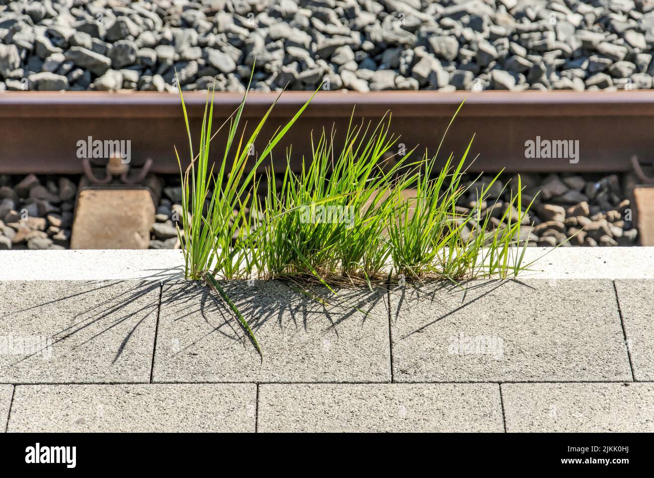 Clumps of grass growing on the edge of a railway platform in Utrecht, The Netherlands Stock Photo