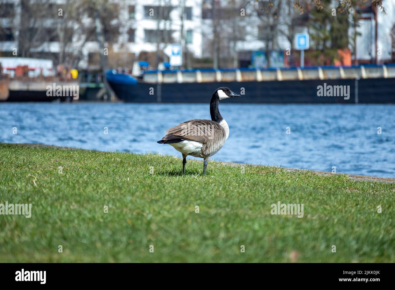A shallow focus shot of a Canada Goose standing on the grass near the seashore Stock Photo