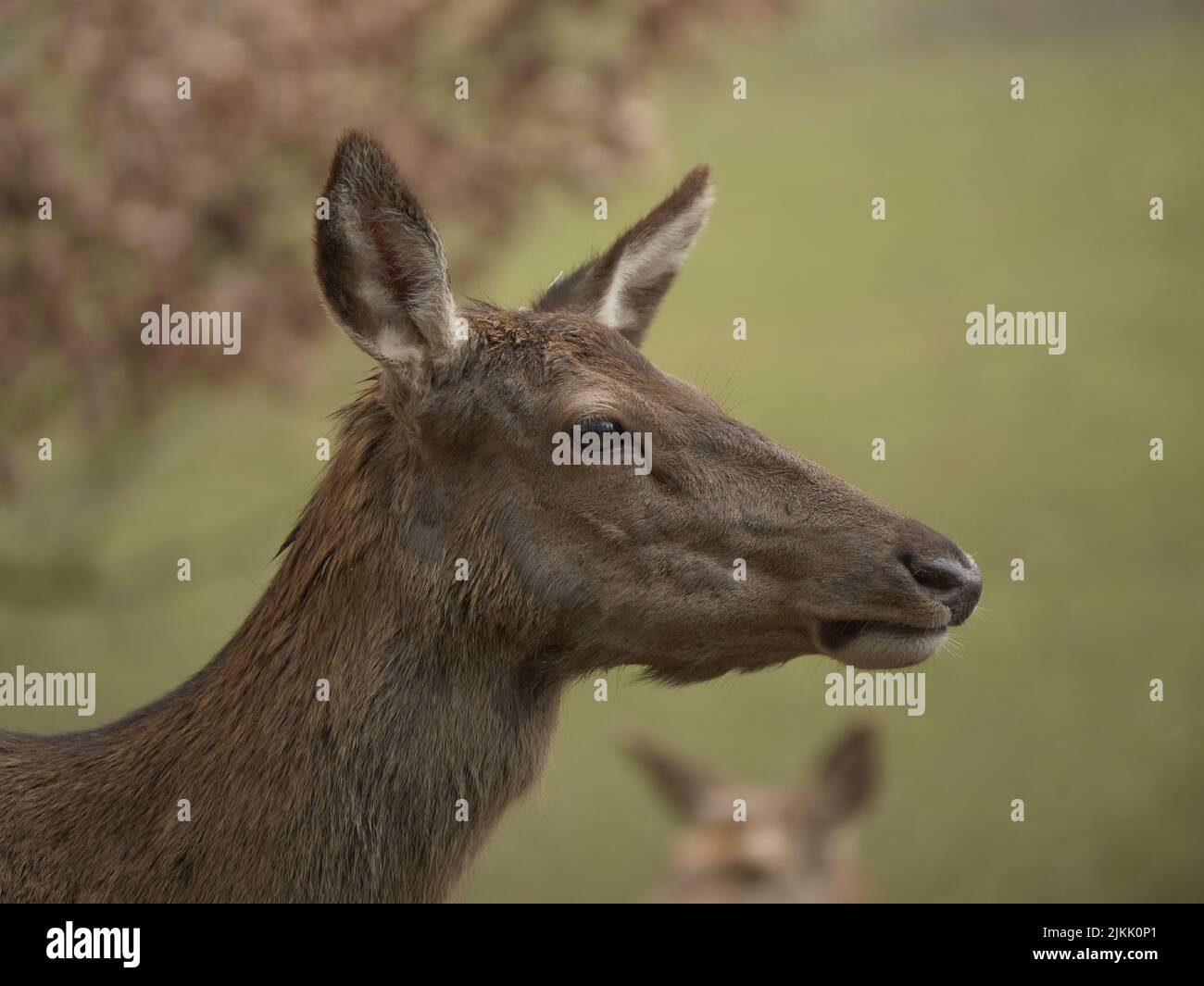 A closeup shot of the beautiful deer in the meadow with trees and deers Stock Photo