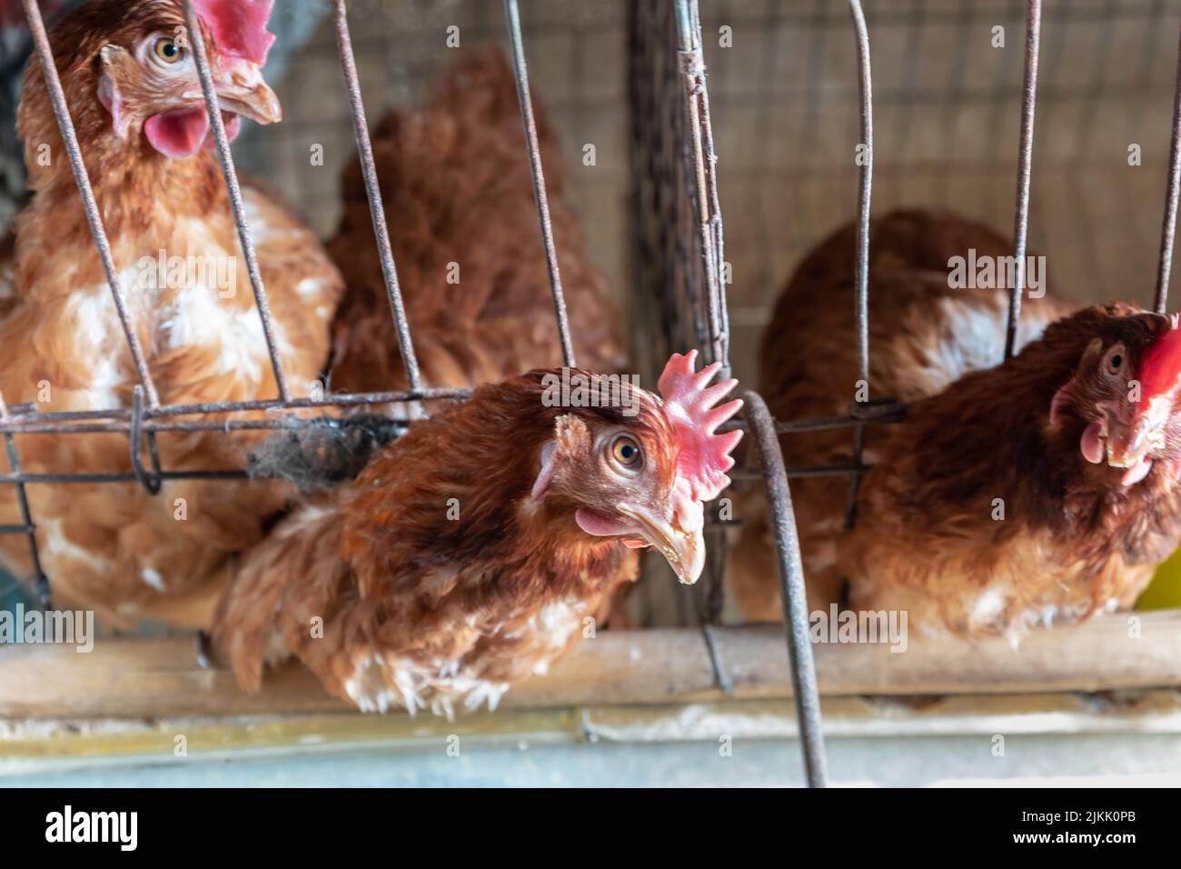 A closeup shot of chicken in a cage Stock Photo