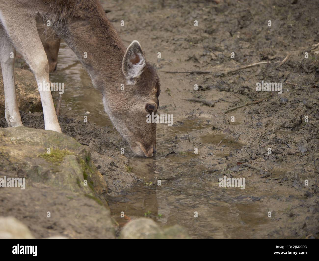 A closeup of a baby deer with its head hanging and drinking muddy water from a narrow stream in a zoo Stock Photo