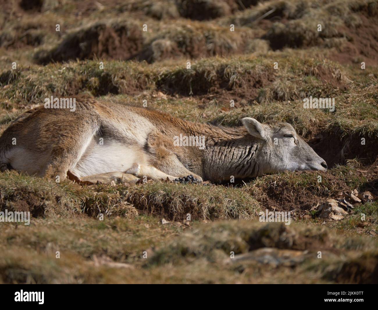 A closeup shot of the deer lying on the ground at daytime Stock Photo