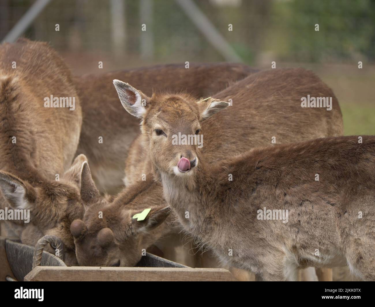 A small herd of red deer eating from a wooden feeder at the zoo while one of them is looking away during daytime with blurred background Stock Photo