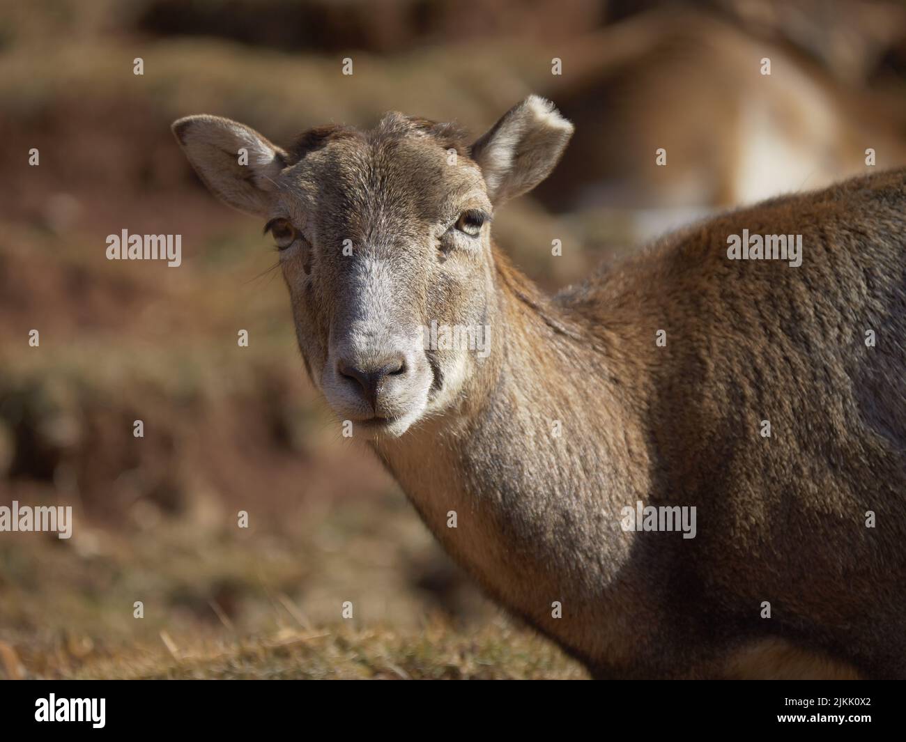 A closeup shot of the head of deer with blurred background Stock Photo