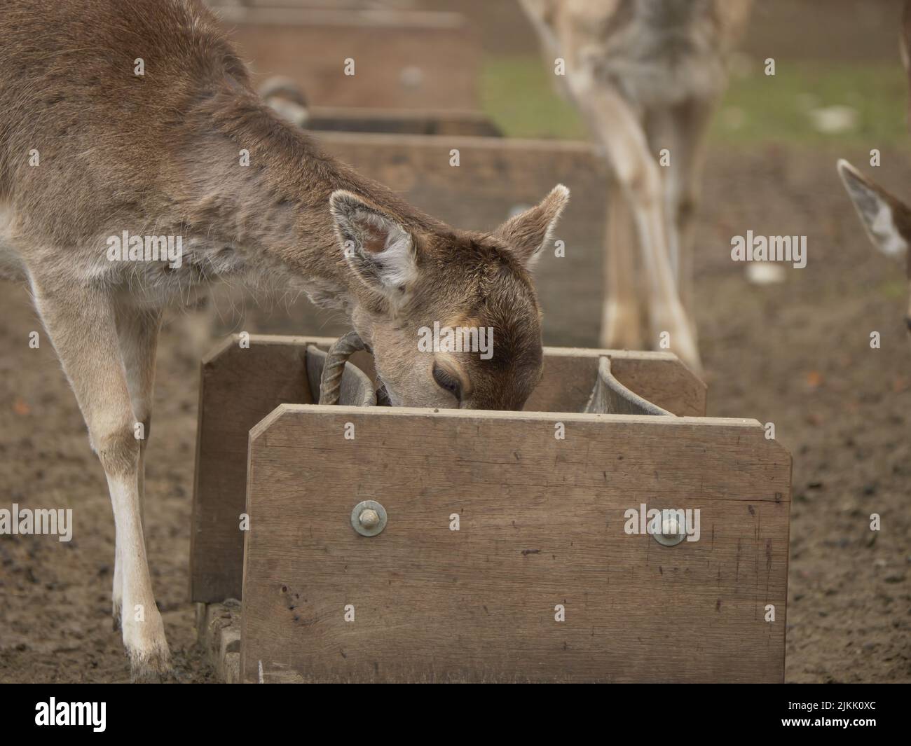 A closeup shot of the deer eating in the zoo on yhe blurred background Stock Photo