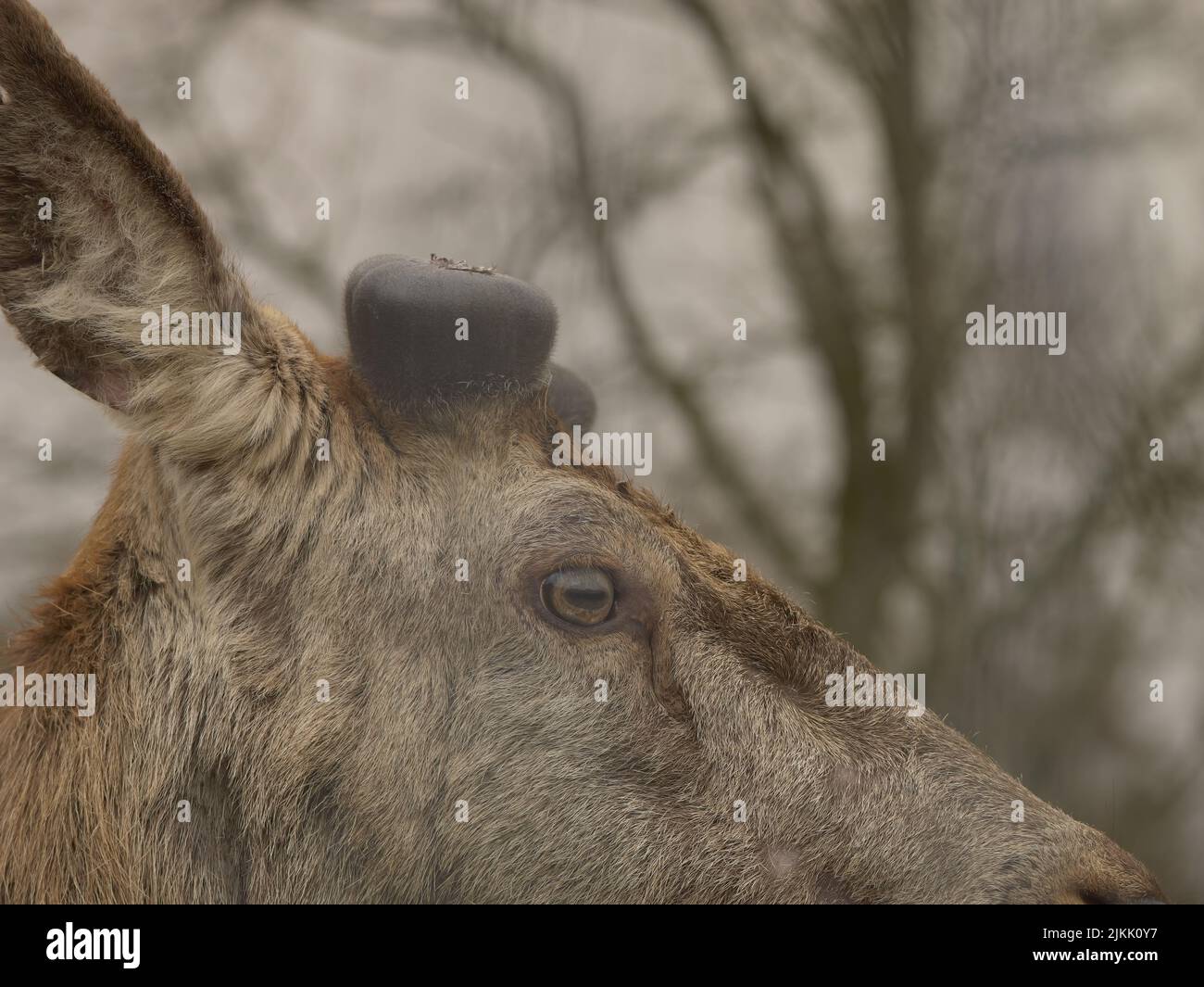 A closeup shot of the beautiful deer with blurred tree background Stock Photo