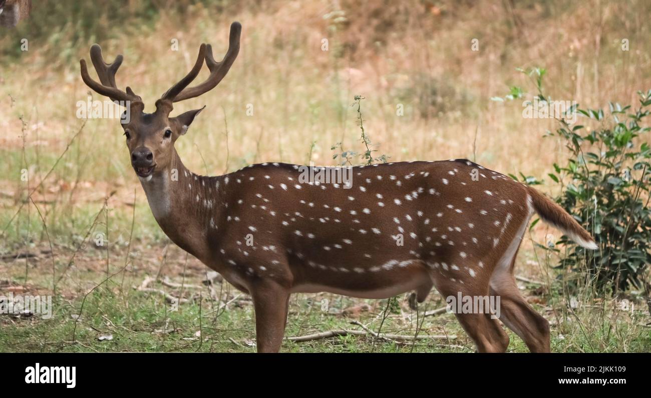 A closeup of a spotted deer at the park Stock Photo