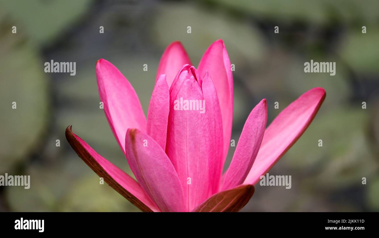 A beautiful freshly bloomed pink lotus on a blurred background Stock Photo