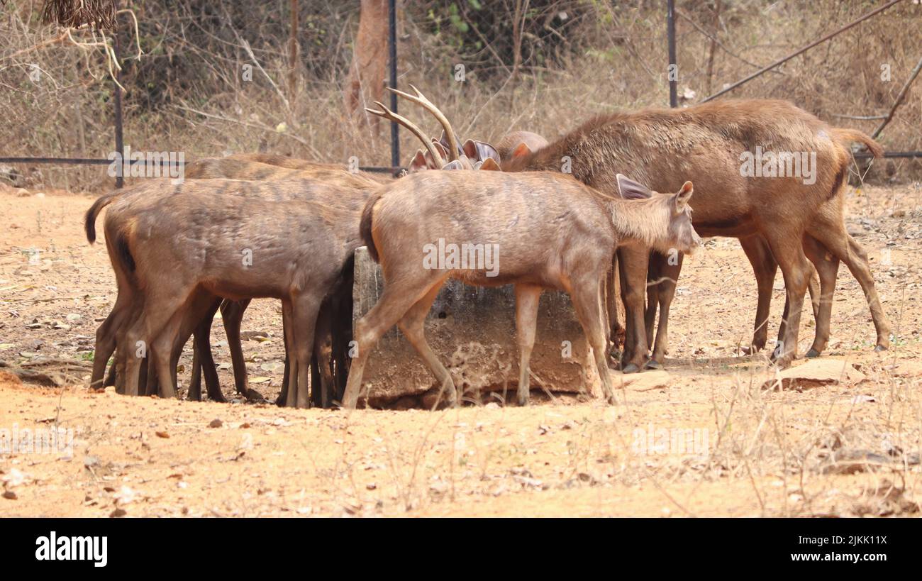 A closeup of a herd of deer at the park Stock Photo