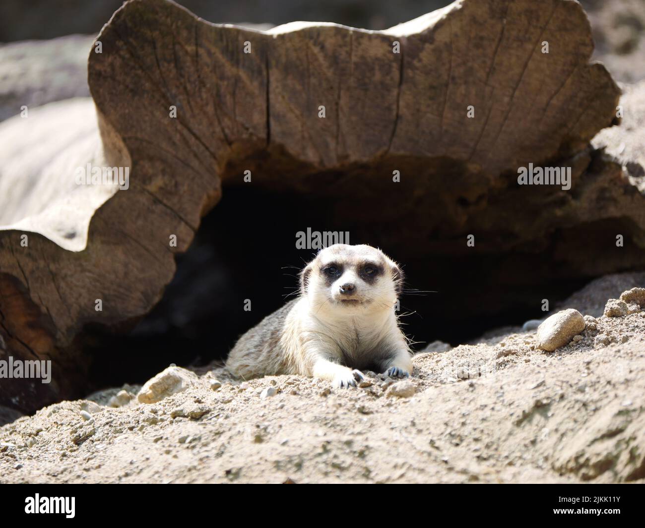 A closeup of a meerkat (Suricata suricatta) that came out of its wooden cave in a safari park or zoo Stock Photo