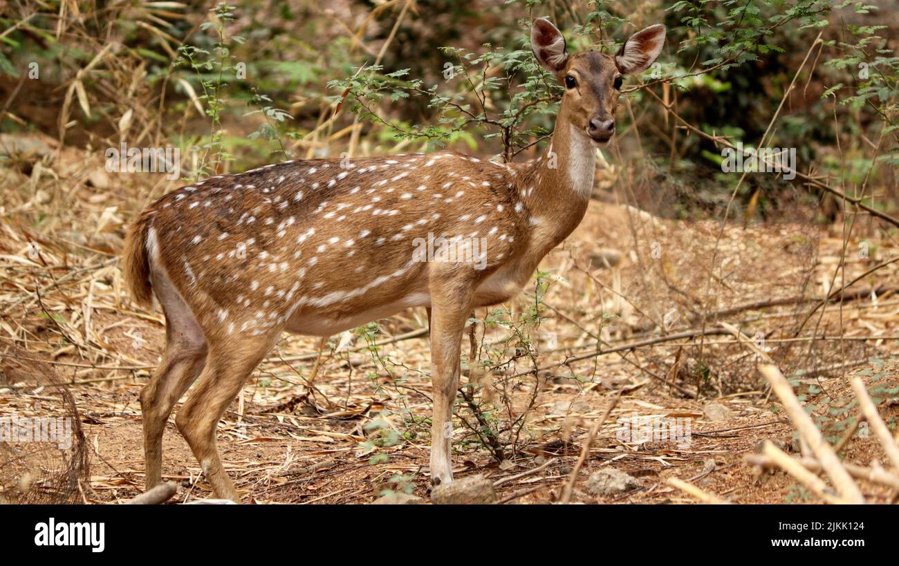 A closeup of a spotted deer at the park Stock Photo