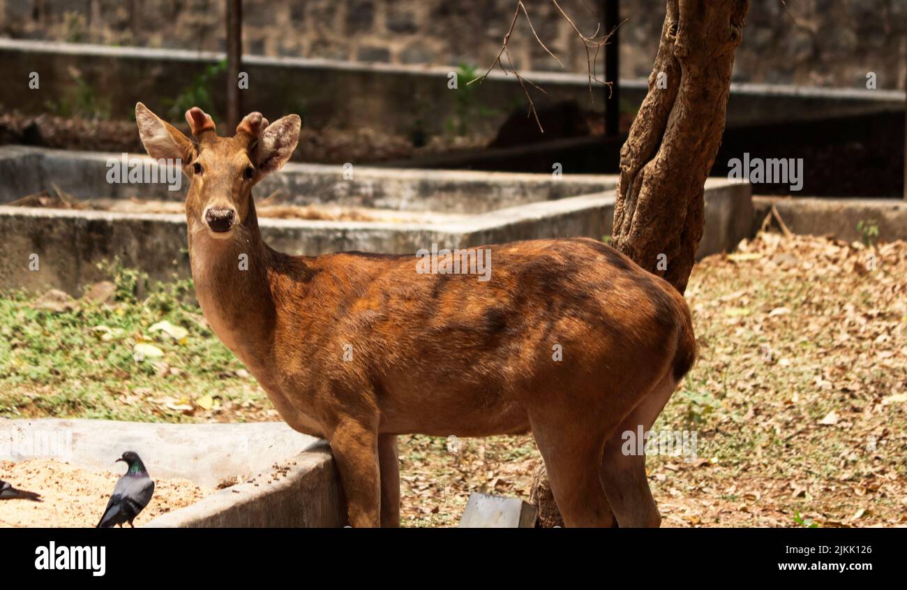 A closeup of a sambar deer at the park Stock Photo
