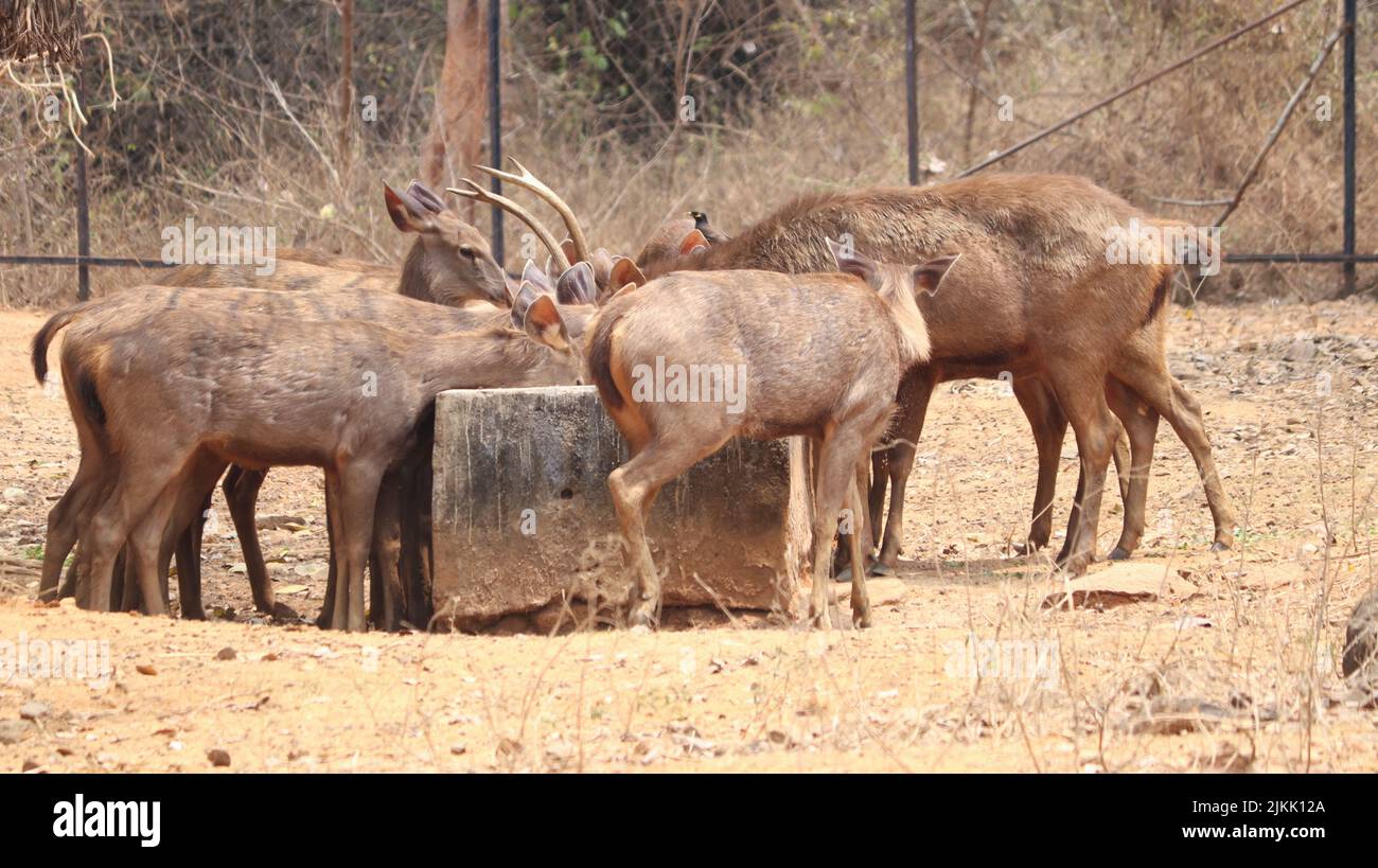 A closeup of herd of deer eating at the park Stock Photo