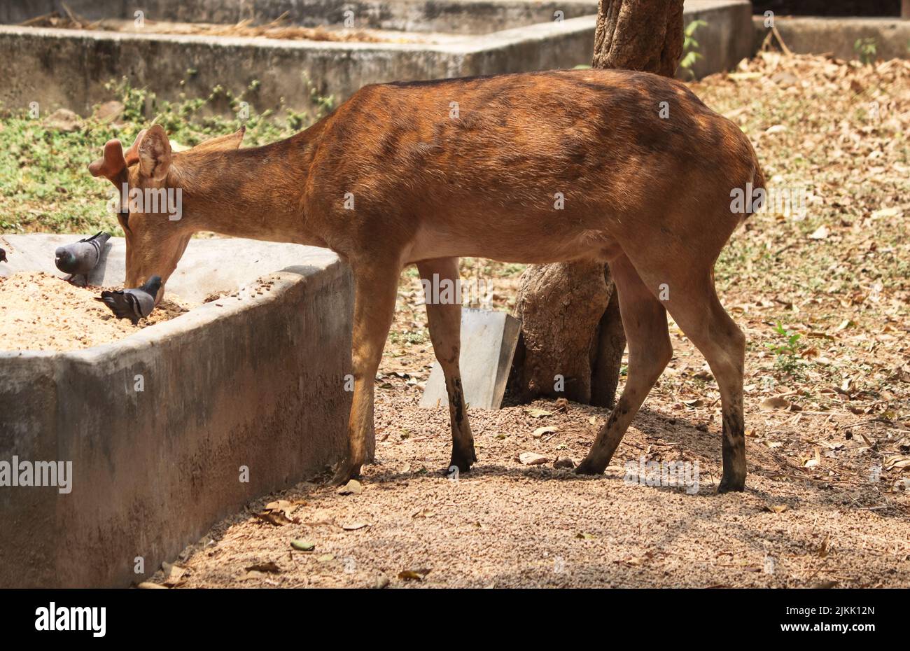A closeup of a sambar deer eating at the park Stock Photo