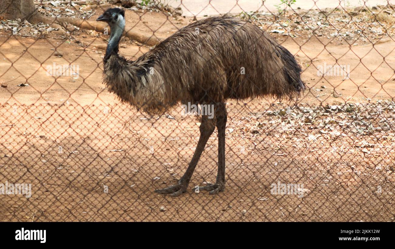 A selective focus shot of an Ostrich bird inside a wired mesh enclosure Stock Photo