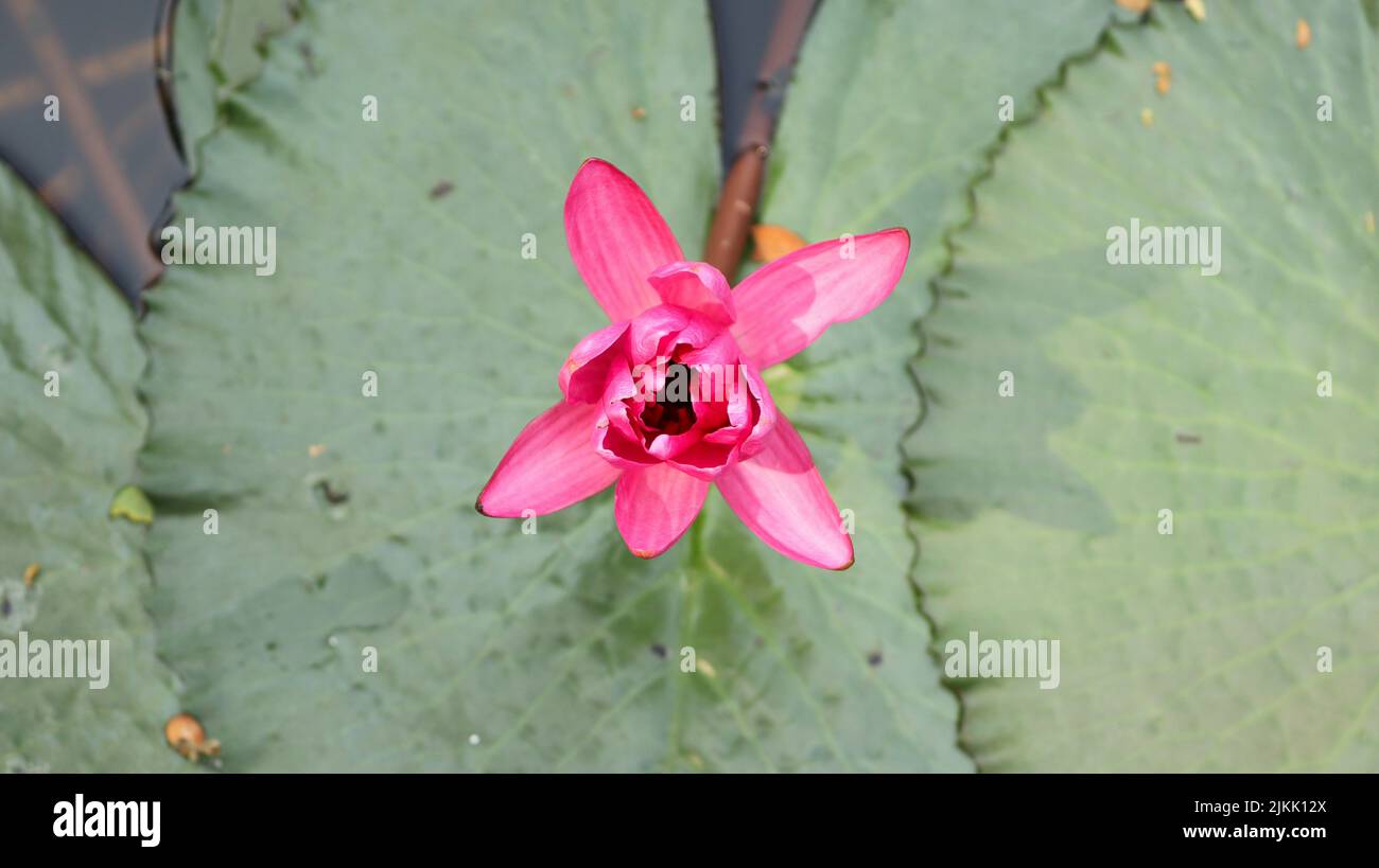 A beautiful freshly bloomed pink lotus on a blurred background Stock Photo