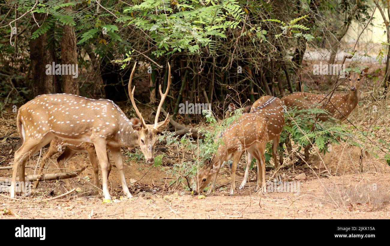 A closeup of spotted deer at the park Stock Photo