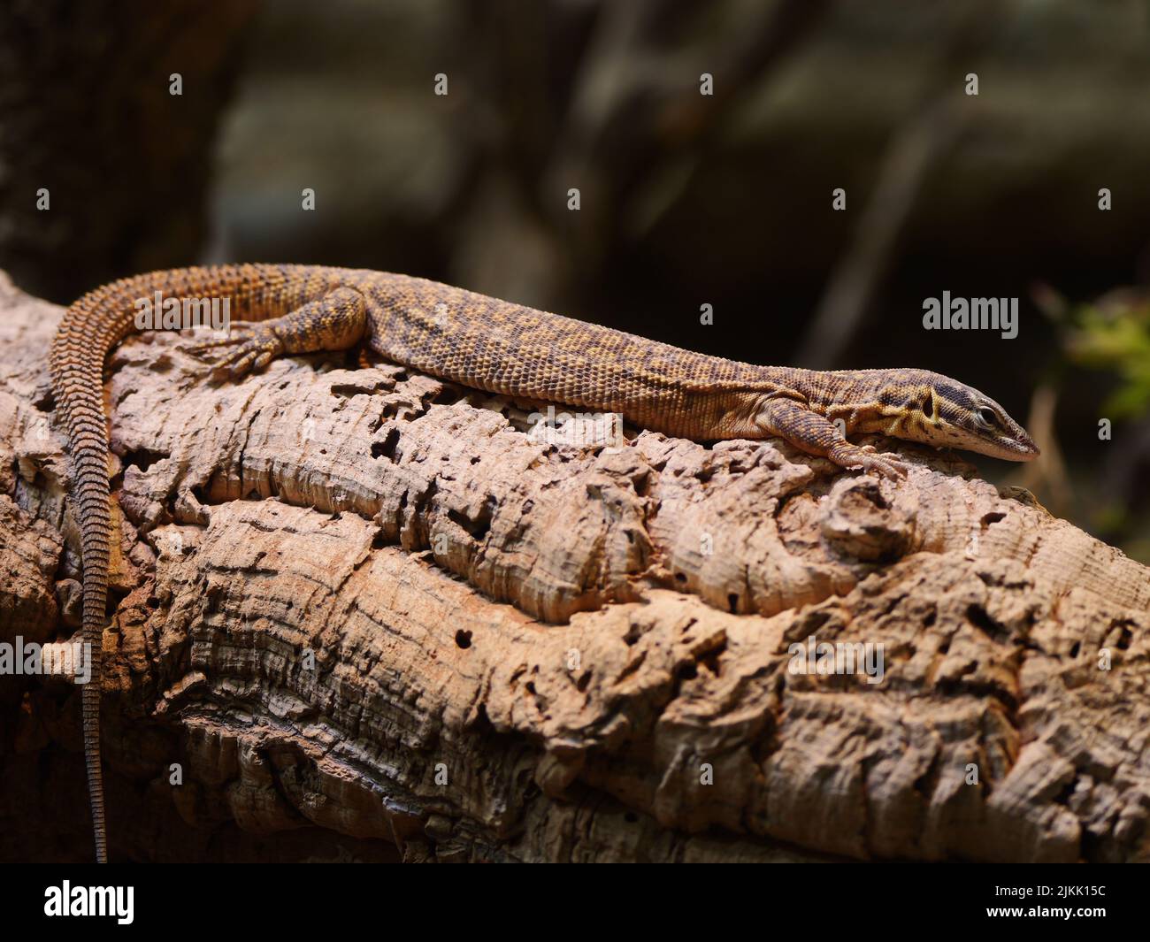 A closeup of a viviparous lizard with a long tail on a wooden log Stock Photo