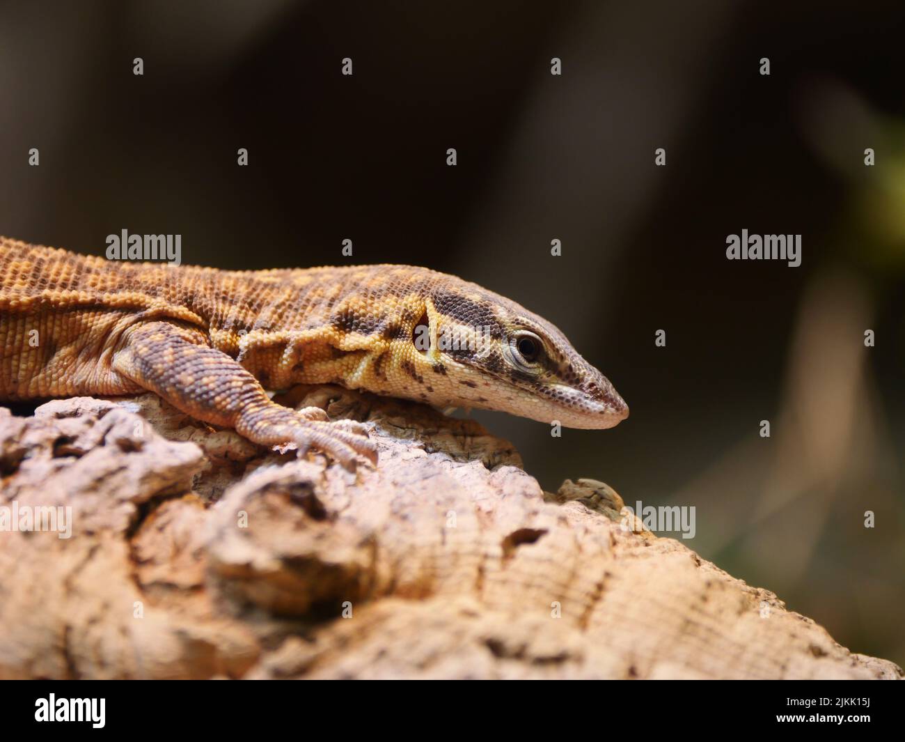 A closeup of a viviparous lizard on a wooden log Stock Photo